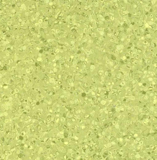 Fortis Kiwi